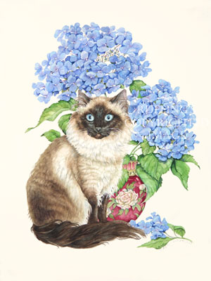 "Ragdoll and Hydrangeas" AL11 by Abby Laurence