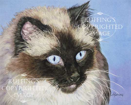 "Ragdoll on Blue" AER80 by A E Ruffing Ragdoll Cat