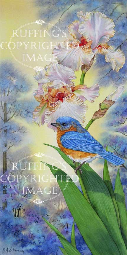 The Prettiest Blue AER88 by A E Ruffing Bluebird and Iris
